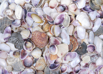seashells background
