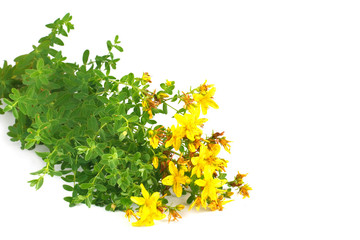 A beam of Hypericum is isolated on a white background