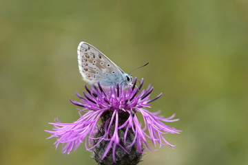 Bläuling auf Wiesen-Flockenblume