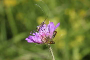 Langhornmottenpaar an Witwenblume