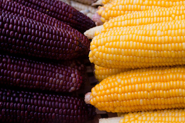 Two-color corn