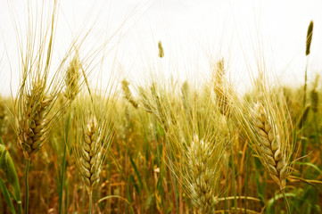 Obraz premium ripening ears of wheat field on the background of the setting su
