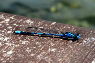 Dragonfly on a platform