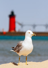 Seagull and Lighthouse