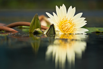 Water Lily