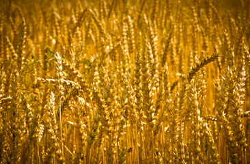 Golden wheat field