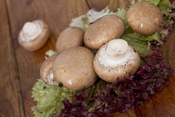 Champignons auf Salat