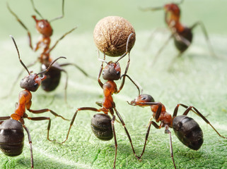 ants playing with ball of pepper seed