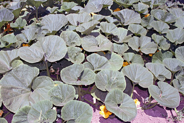 Calabaceras