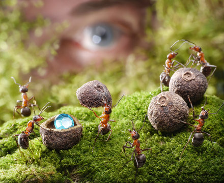 human spying ants hide treasure, ant tales