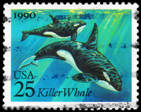 USA - CIRCA 1990 Killer Whale