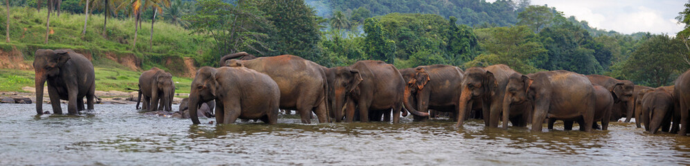 panorama of elephant herd in water, Pinnawala, Sri Lanka