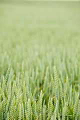 wheat growing in a field