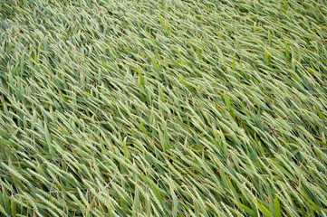 wheat field close-up