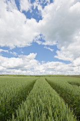 blue sky and clouds over a wheat field
