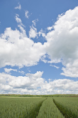 driving through wheat field with beautiful sky overhead 