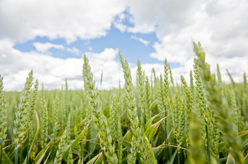 wheat growing in a field