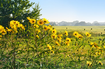Helianthus decapetalus, Sonnenblumen vor ländlicher Kulisse