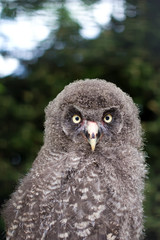 owl