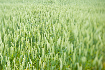 Summer wheat with narrow depth of field