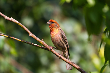 House Finch