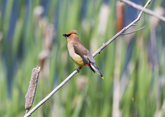 Cedar Waxwing