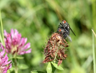 Fliegenpaarung