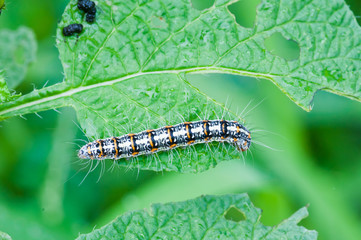 carterpillar eating leaves close up