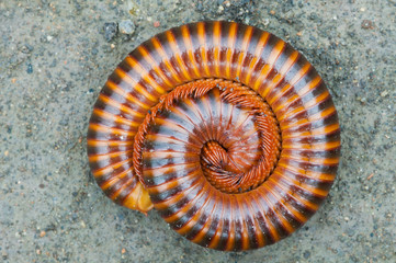 tropical millipede  on ground close up