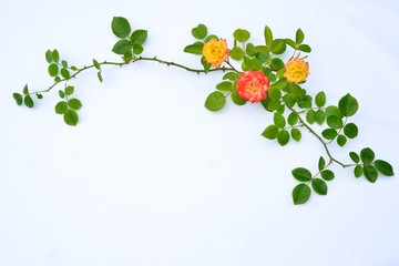 バラと枝のフラワーアレンジ　A