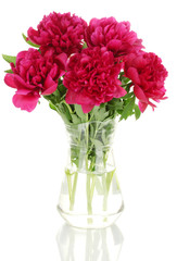 beautiful pink peonies in glass vase with bow isolated on white