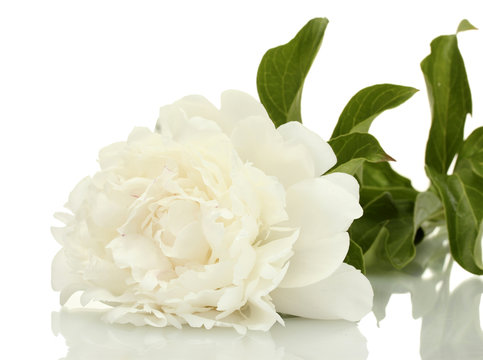 Fototapeta beautiful peony isolated on white