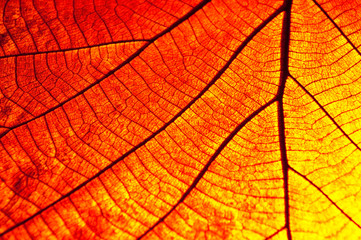 Fototapeta premium dry leaf on textured paper
