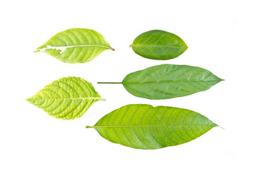 Green leafs on white background