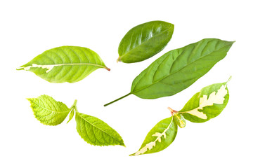 Green leaf on white background