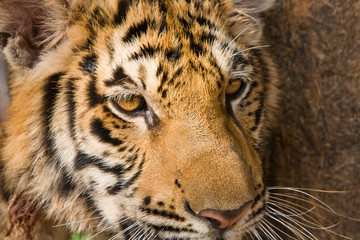 Close up of tiger face