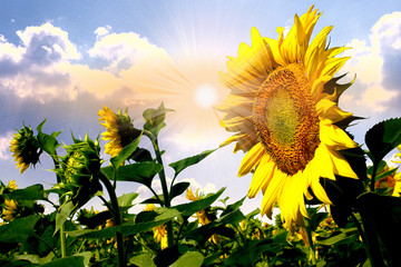 Summer sun over the sunflower field with clouds on the sky