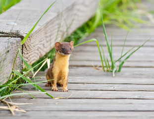 Resting Weasel