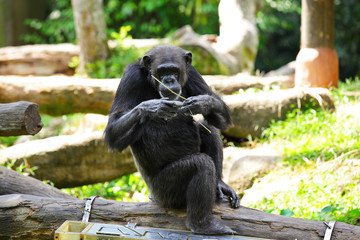 chimpanzee
