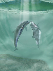 Image of dolphins printed on Printed Glass Basin Splashbacks