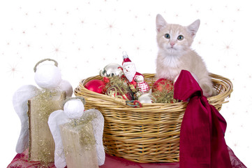 Fototapeta na wymiar Christmas Cat