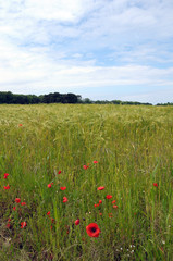 Poppies in field near Blakeney in Norfolk