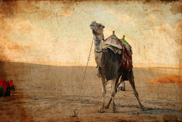 camel in the desert against a grungy background