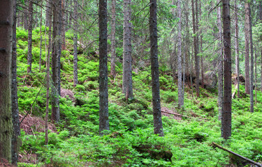 Fototapeta premium Green Forest
