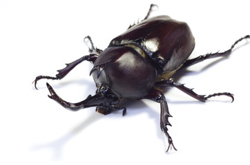 カブトムシ　‐Japanese rhinoceros beetle‐ © kelly marken