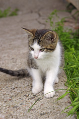 Beautiful little kitten