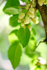 Ripe mulberry on the branches