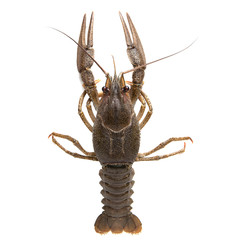 Crayfish, isolated on white background