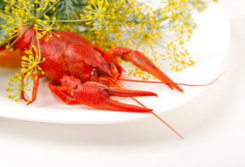 cooked crayfish with fennel and mint