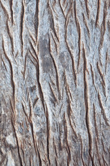 Texture of Old wood pattern background, low relief texture of th